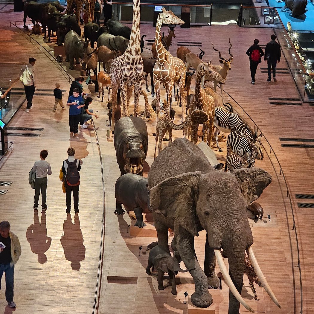 Friends of the National Museum of Natural History 1